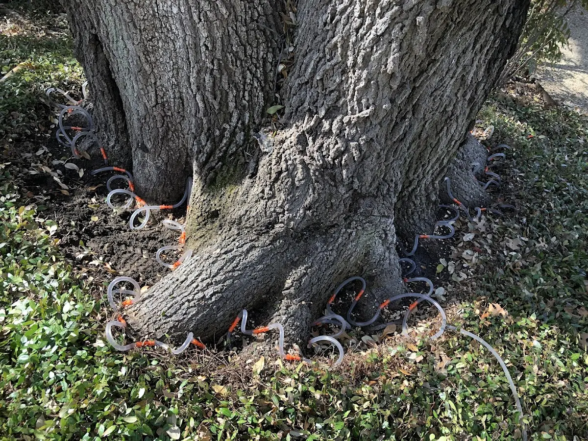 Detailed Tree Cabling and Bracing job site in Goodland
