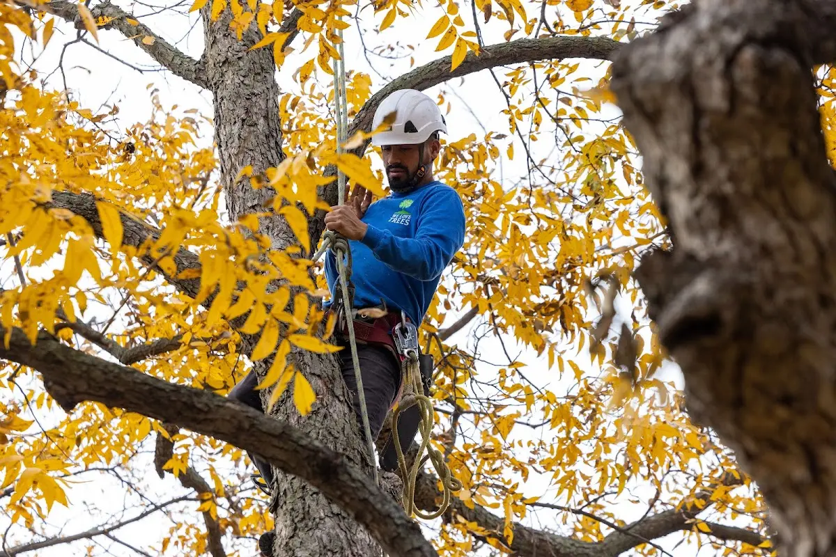 Skilled Tree Transplanting crew working in Goodland