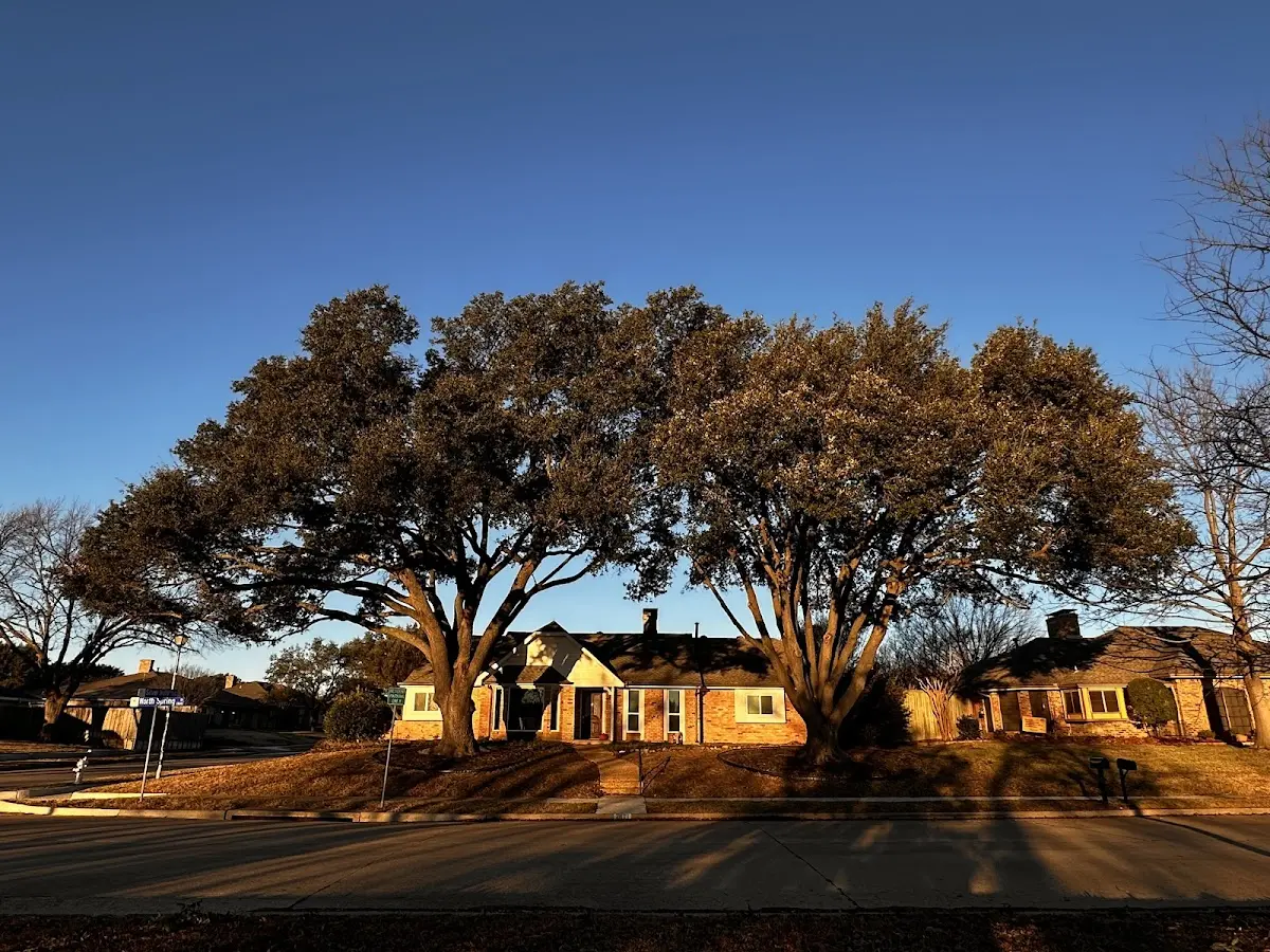 Established residential canopy tree shading a home in Goodland